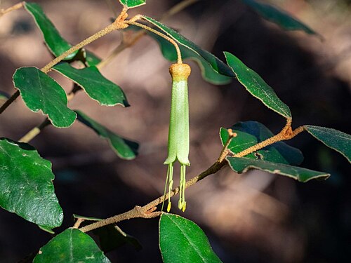 Correa lawrenceana: Correa lawrenceana var. latrobeana in Nadgee State Forest
