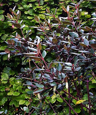 Correa lawrenceana: Not a brilliant shot, but another one I collected myself in Tasmania - on the lower slopes of Mt Wellington above Hobart where we lived. It's an attractive upri