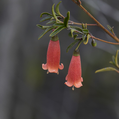 Correa pulchella (Correa pulchella)
