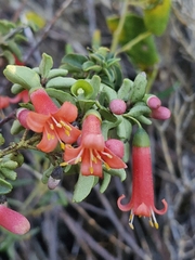 Correa pulchella (Correa pulchella)