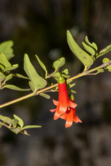 Correa pulchella (Correa pulchella)