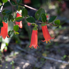 Correa pulchella (Correa pulchella)