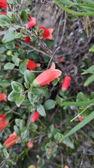 Correa pulchella (Correa pulchella)