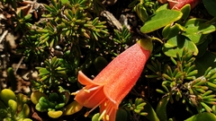 Correa pulchella (Correa pulchella)