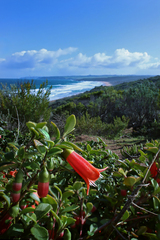 Correa pulchella (Correa pulchella)