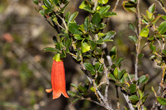 Correa pulchella (Correa pulchella)