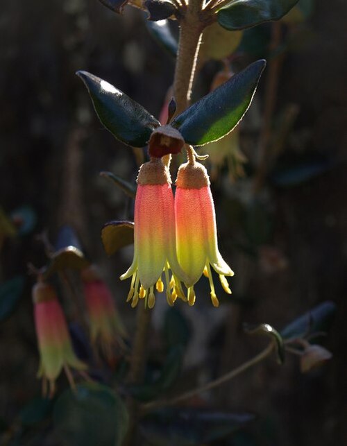 Correa pulchella: Correa, Coleton Fishacre The "Australian Fuchsia" in flower near the house.