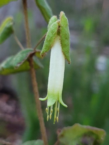 Correa reflexa (Correa reflexa)