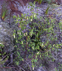 Correa reflexa (Correa reflexa)