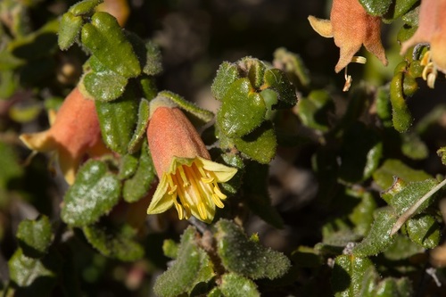 Correa reflexa (Correa reflexa)