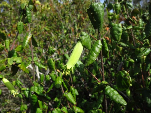 Correa reflexa (Correa reflexa)