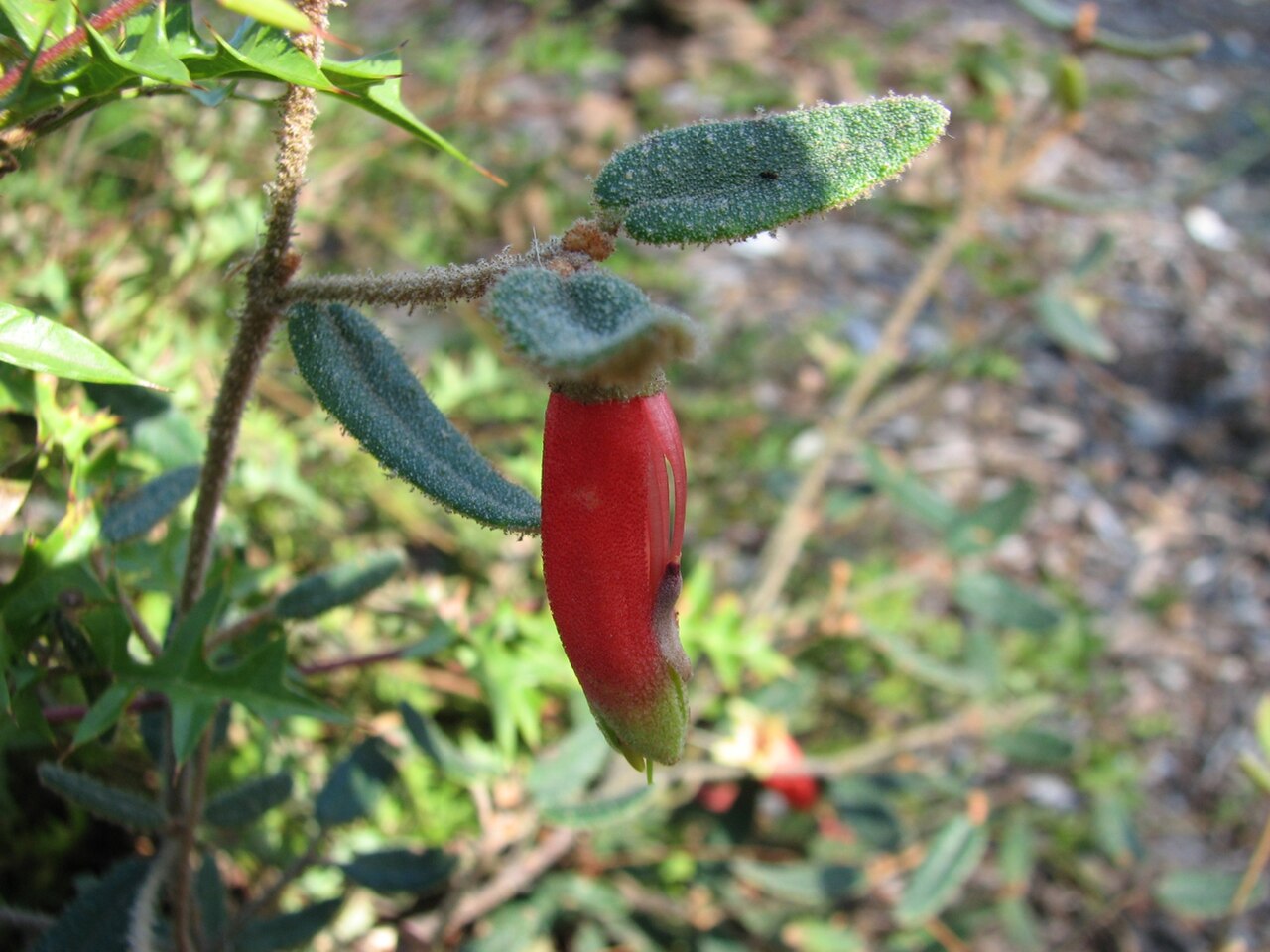 Correa reflexa: Correa reflexa var. angustifolia (cultivated, labelled) Royal Botanic Gardens Melbourne, Australia