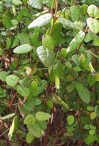 Correa reflexa: Correa reflexa in Tasmania