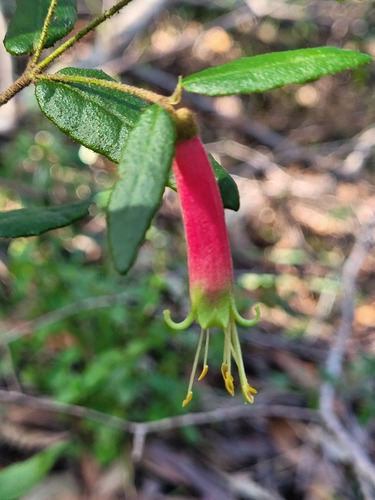 Correa reflexa (Correa reflexa)