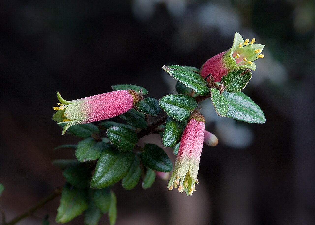 Correa reflexa: Correa Reflexa, Royal Tasmanian Botanical Gardens, Tasmania, Australia Camera data Camera Canon EOS 400D Lens Tamron EF 180mm f3.5 1:1 Macro Flash Shoot through