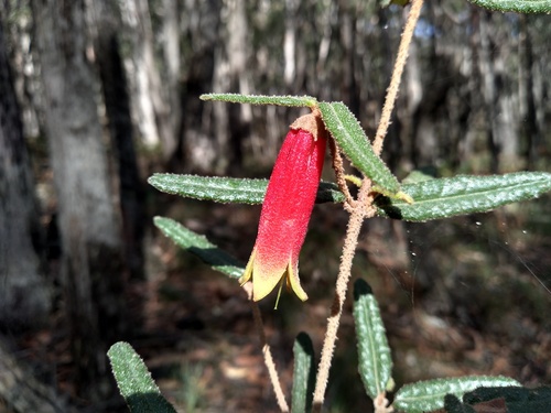 Correa reflexa (Correa reflexa)