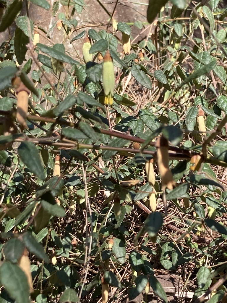 Correa reflexa (Correa reflexa)