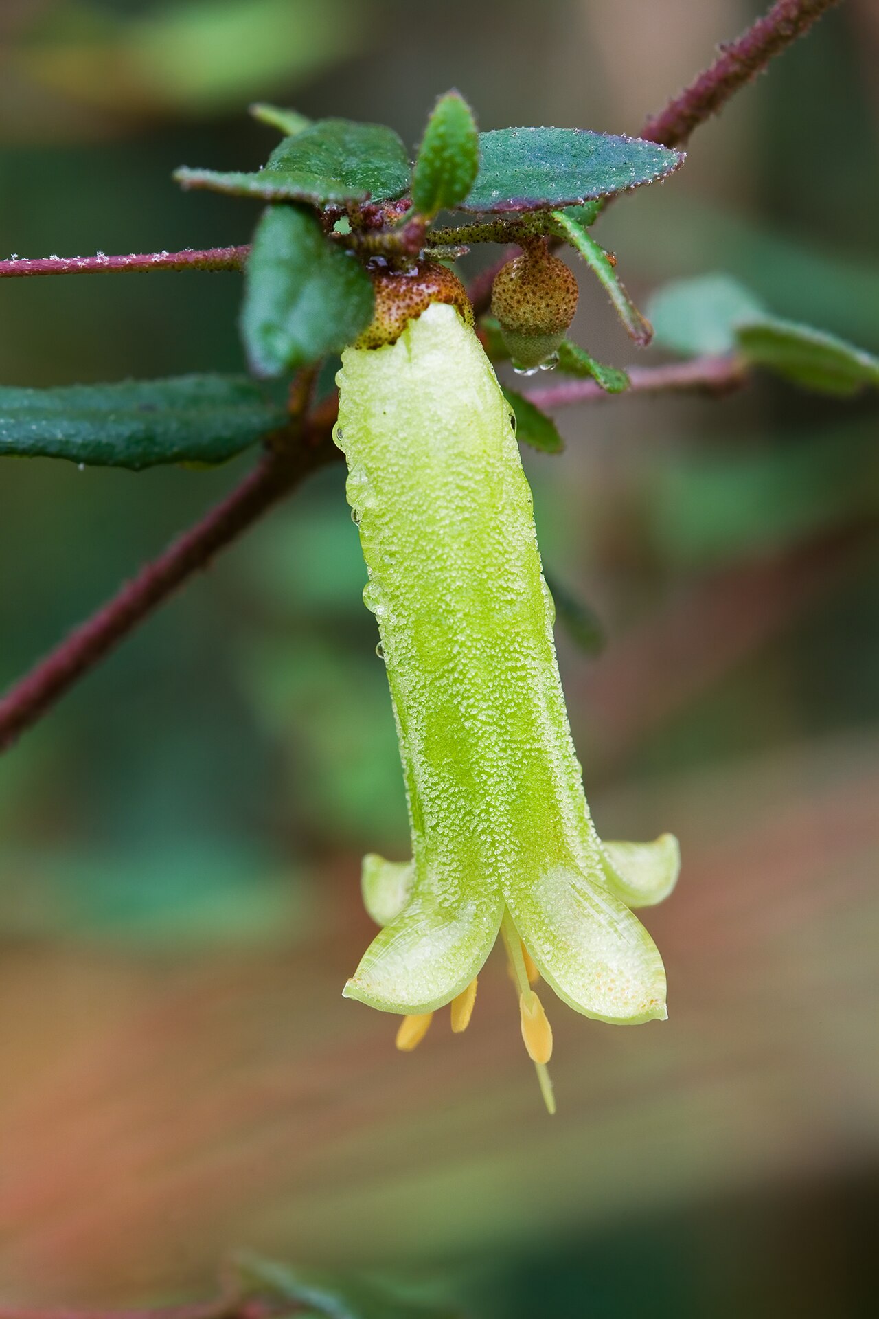 Correa reflexa: Correa reflexa , Royal Tasmanian Botanical Gardens, Tasmania, Australia Camera data Camera Canon EOS 400D Lens Tamron EF 180mm f3.5 1:1 Macro Focal length 180 m