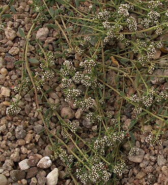 Strapwort: Corrigiola littoralis , Angers, France