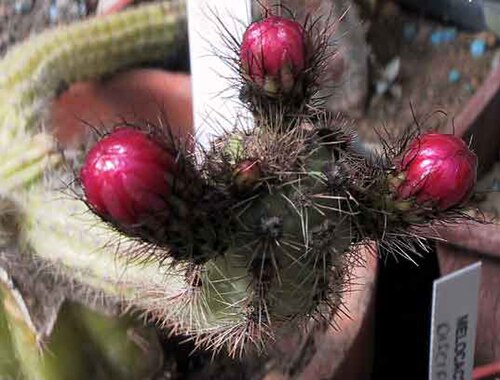 Corryocactus apiciflorus: Corryocactus tenuiculus