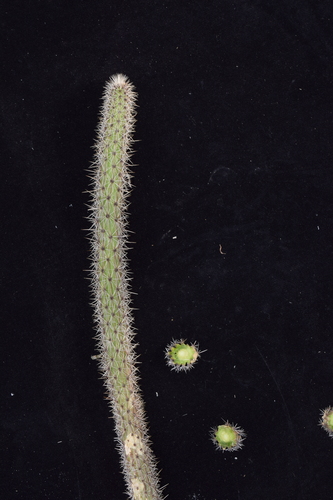 Corryocactus apiciflorus (Corryocactus apiciflorus)