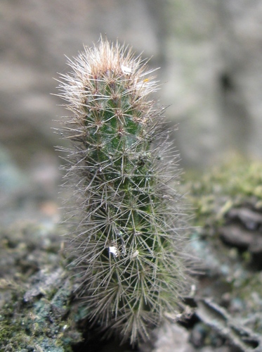 Corryocactus apiciflorus (Corryocactus apiciflorus)