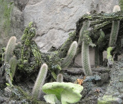 Corryocactus apiciflorus (Corryocactus apiciflorus)