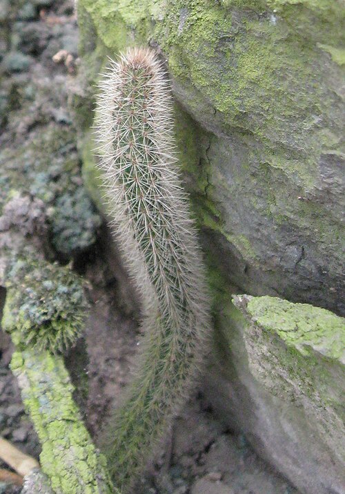 Corryocactus apiciflorus: Corryocactus apiciflorus in Peru