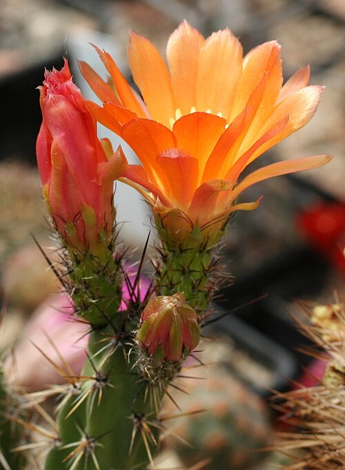 Corryocactus apiciflorus: Corryocactus maximus