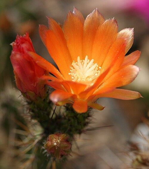 Corryocactus apiciflorus: Corryocactus maximus