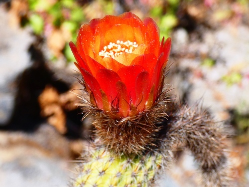 Corryocactus apiciflorus (Corryocactus apiciflorus)