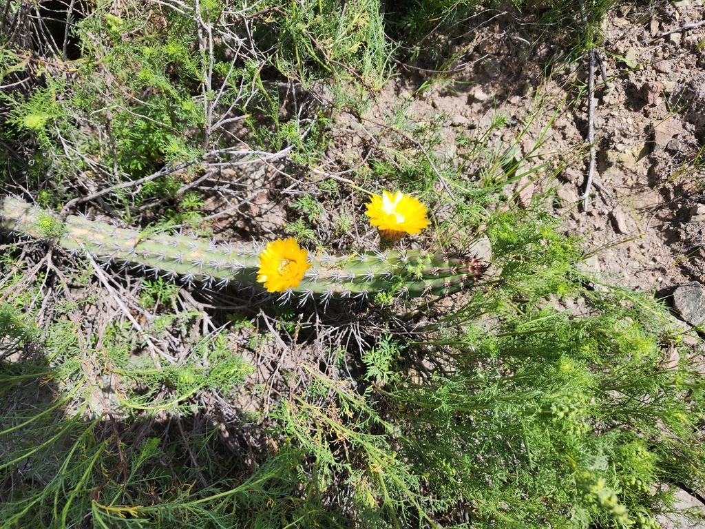Corryocactus aureus (Corryocactus aureus)