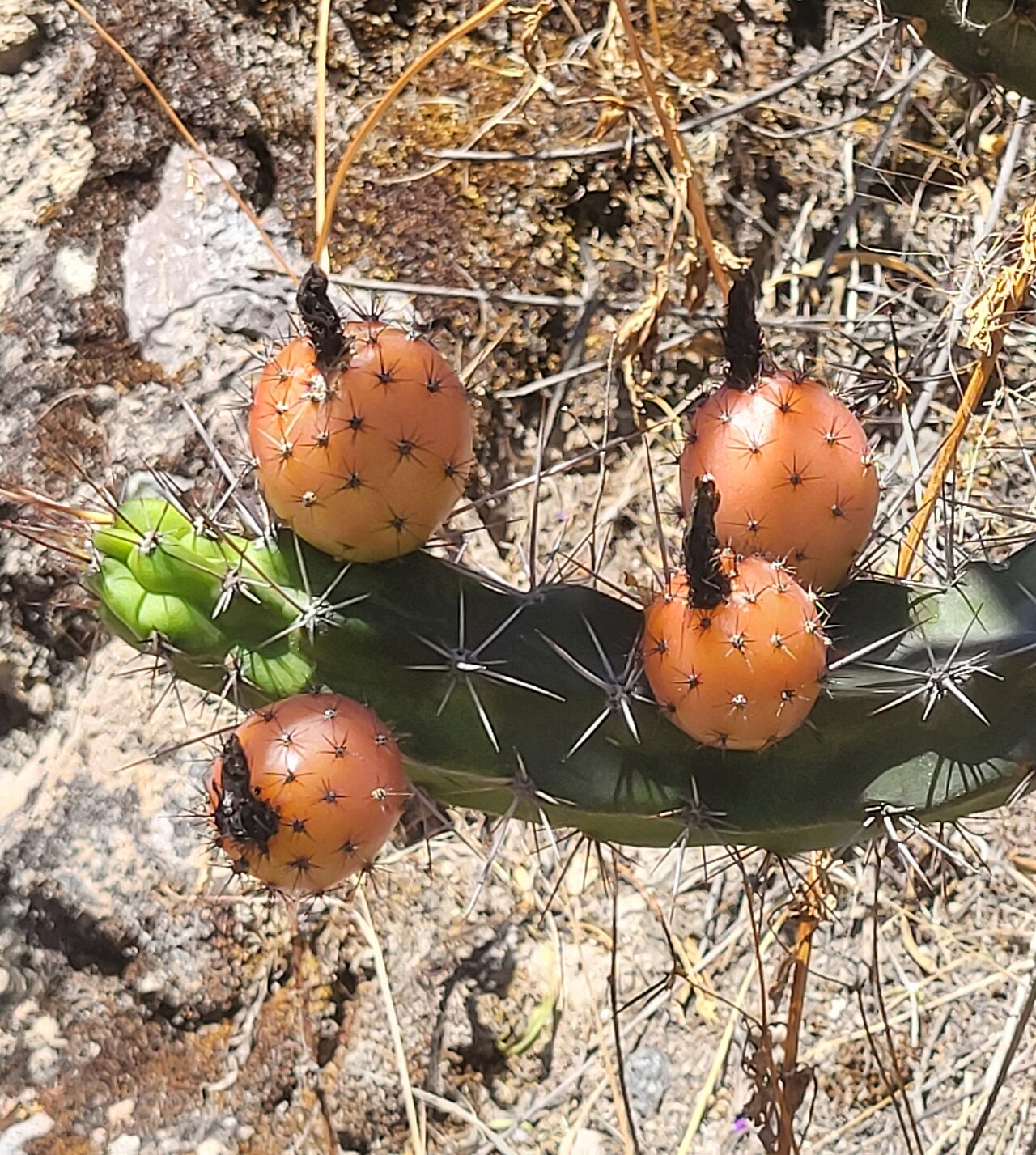 Corryocactus aureus: Corryocactus aureus in Peru