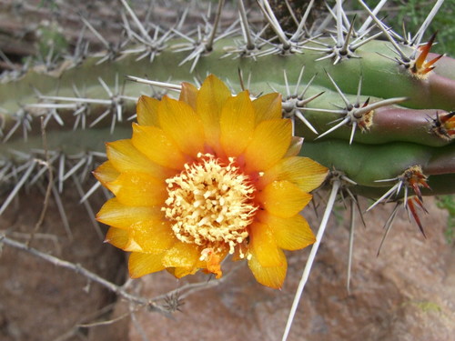 Corryocactus aureus (Corryocactus aureus)