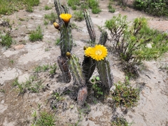 Corryocactus aureus (Corryocactus aureus)