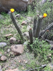Corryocactus aureus (Corryocactus aureus)