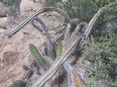 Corryocactus aureus (Corryocactus aureus)