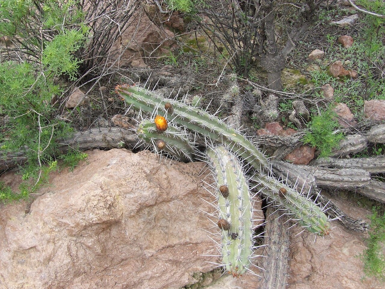 Corryocactus aureus: Corryocactus aureus in Peru