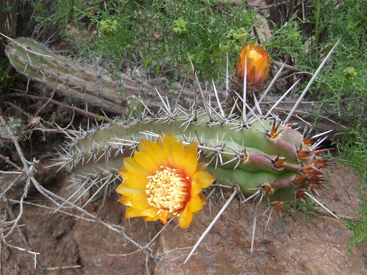 Corryocactus aureus: Corryocactus aureus in Peru