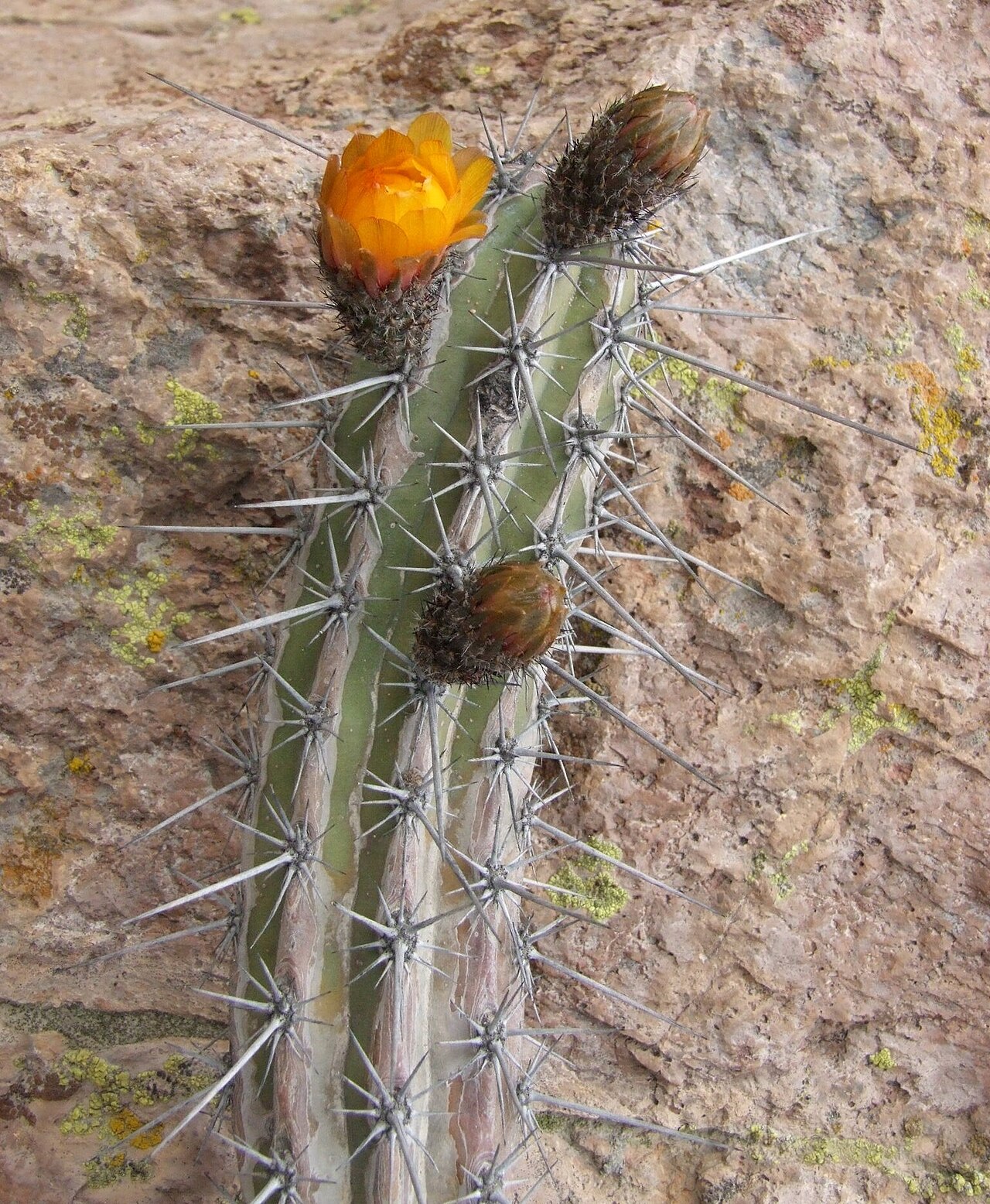 Corryocactus aureus: Corryocactus aureus in Peru