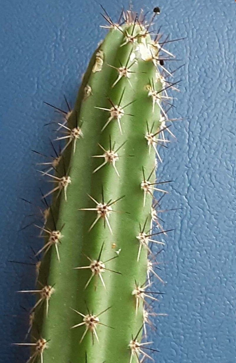 Corryocactus aureus: Corryocactus aureus