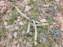 Corryocactus aureus (Corryocactus aureus)