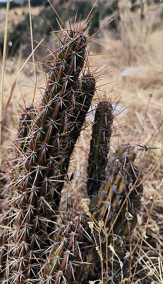Corryocactus ayacuchoensis: Corryocactus ayacuchoensis in Peru