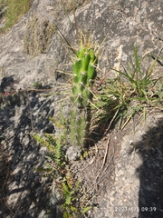 Corryocactus ayacuchoensis (Corryocactus ayacuchoensis)