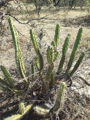 Corryocactus ayacuchoensis (Corryocactus ayacuchoensis)