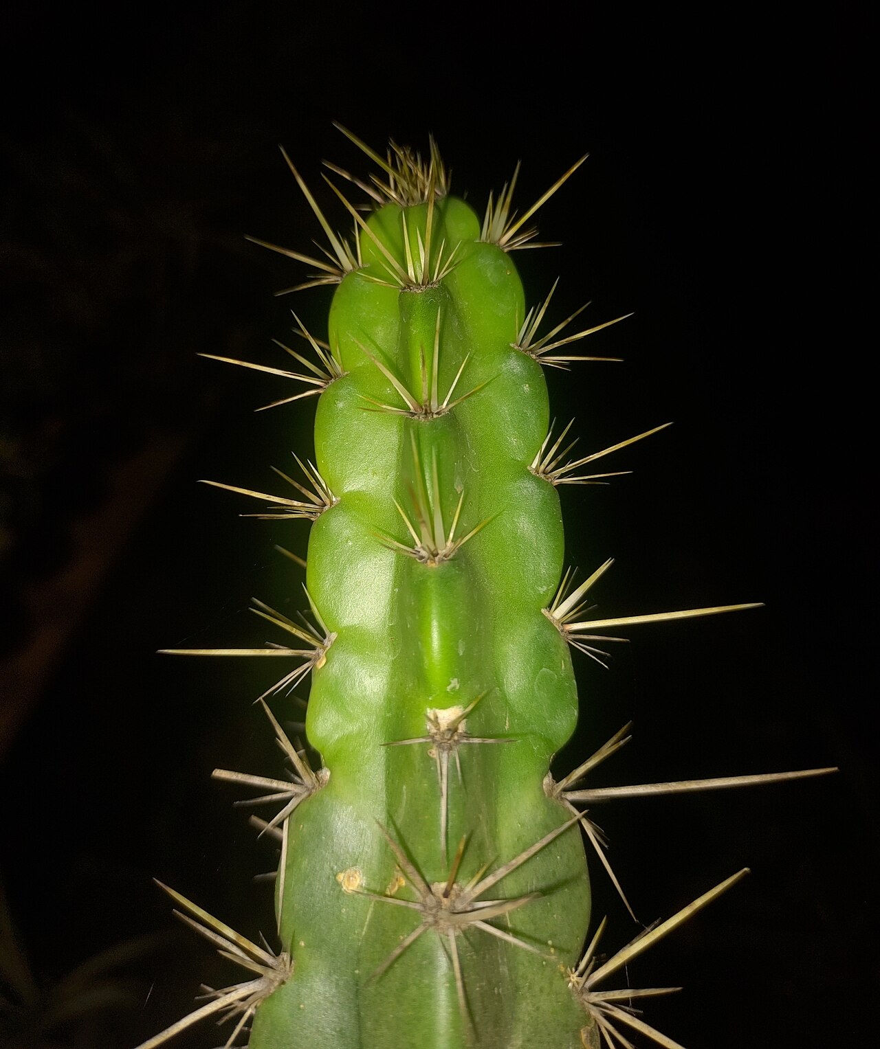 Corryocactus ayacuchoensis: Corryocactus ayacuchoensis in Peru
