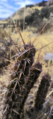Corryocactus ayacuchoensis (Corryocactus ayacuchoensis)