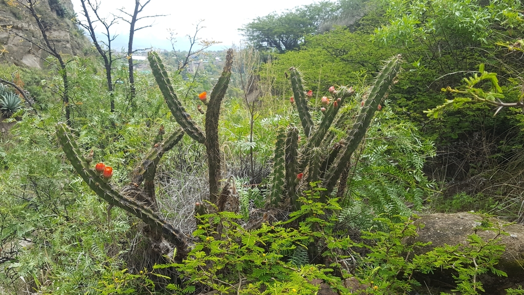 Corryocactus ayacuchoensis (Corryocactus ayacuchoensis)