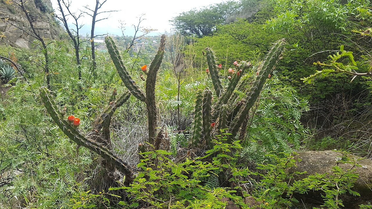 Corryocactus ayacuchoensis: Corryocactus ayacuchoensis in Peru