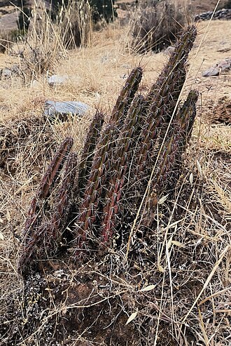 Corryocactus ayacuchoensis: Corryocactus ayacuchoensis in Peru